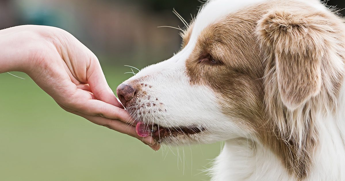 close-up-dog-getting-treat-from-owner-113016